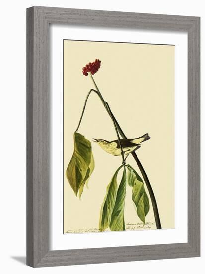 Louisiana Waterthrush-John James Audubon-Framed Giclee Print