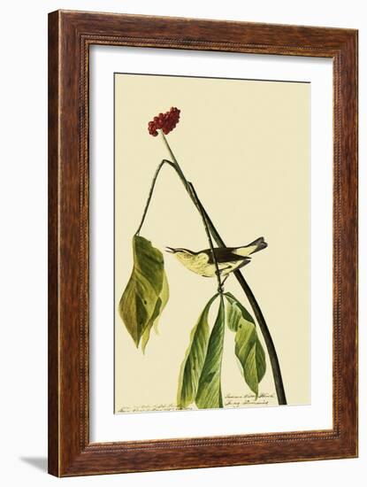 Louisiana Waterthrush-John James Audubon-Framed Giclee Print