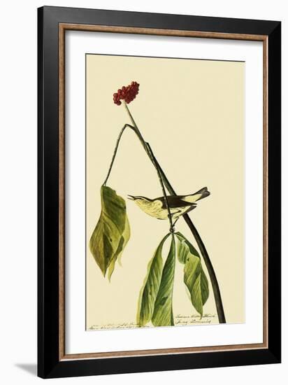 Louisiana Waterthrush-John James Audubon-Framed Giclee Print