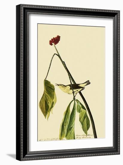 Louisiana Waterthrush-John James Audubon-Framed Giclee Print