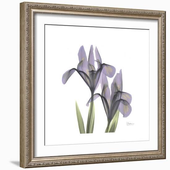 Lounging Lavender 1-Albert Koetsier-Framed Premium Giclee Print