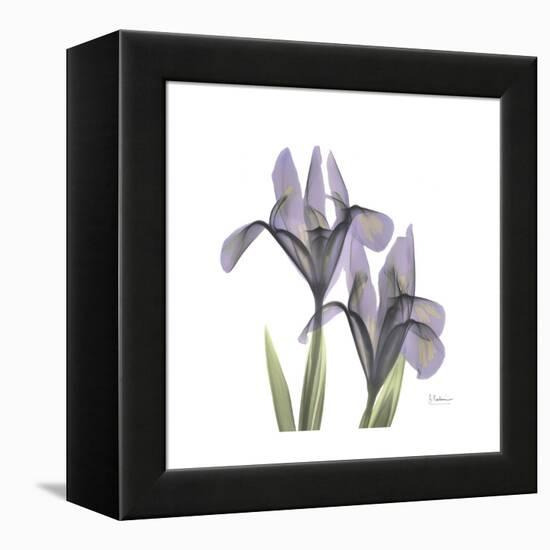 Lounging Lavender 1-Albert Koetsier-Framed Stretched Canvas