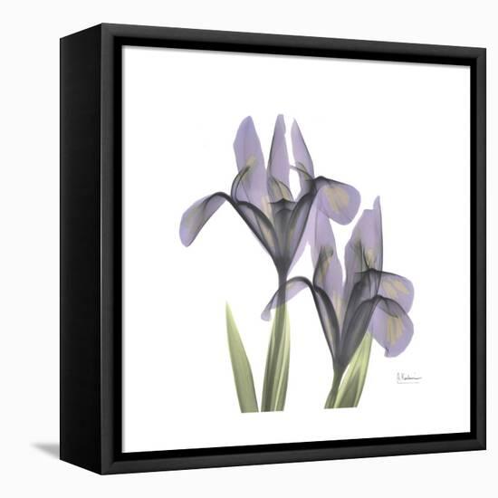 Lounging Lavender 1-Albert Koetsier-Framed Stretched Canvas