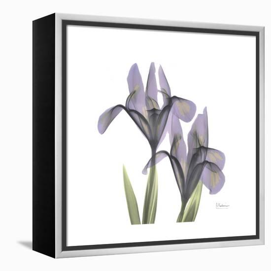 Lounging Lavender 1-Albert Koetsier-Framed Stretched Canvas