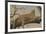 Lounging Leopard-Clive Kay-Framed Art Print