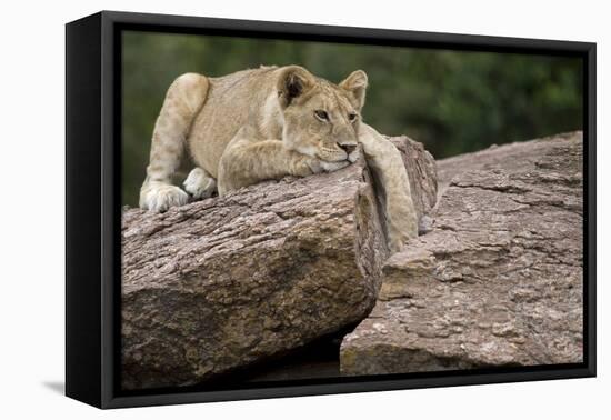 Lounging-Susann Parker-Framed Premier Image Canvas