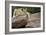 Lounging-Susann Parker-Framed Photographic Print