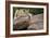 Lounging-Susann Parker-Framed Photographic Print