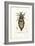 Louse, 1863-79-Raimundo Petraroja-Framed Giclee Print