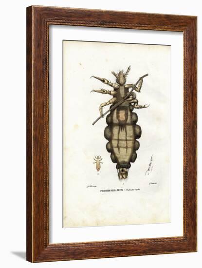 Louse, 1863-79-Raimundo Petraroja-Framed Giclee Print