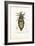 Louse, 1863-79-Raimundo Petraroja-Framed Giclee Print