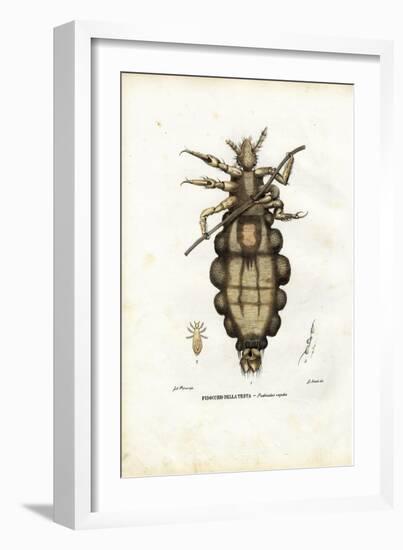 Louse, 1863-79-Raimundo Petraroja-Framed Giclee Print