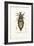 Louse, 1863-79-Raimundo Petraroja-Framed Giclee Print