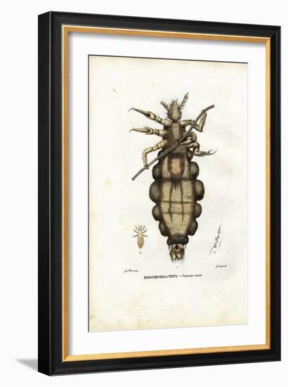 Louse, 1863-79-Raimundo Petraroja-Framed Giclee Print