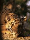 Indo Chinese Tiger Cub, Panthera Tigris Corbetti, Tiger Sanctuary for Confiscated Animals, Thailand-Lousie Murray-Framed Photographic Print