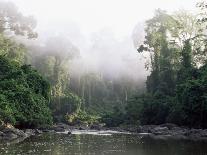Rainforest, Danum Valley, Sabah, Malaysia, Island of Borneo, Southeast Asia-Lousie Murray-Photographic Print