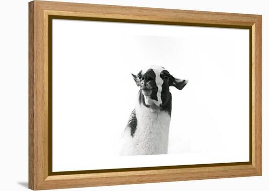 Lovable Llama I-Laura Marshall-Framed Stretched Canvas