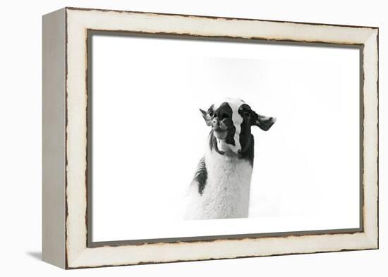 Lovable Llama I-Laura Marshall-Framed Stretched Canvas