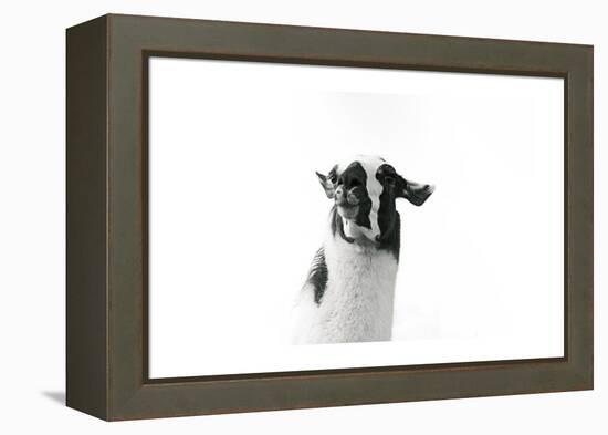 Lovable Llama I-Laura Marshall-Framed Stretched Canvas