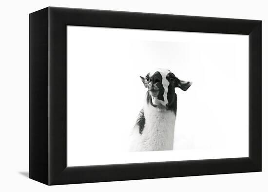 Lovable Llama I-Laura Marshall-Framed Stretched Canvas