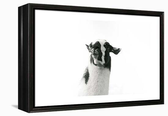 Lovable Llama I-Laura Marshall-Framed Stretched Canvas