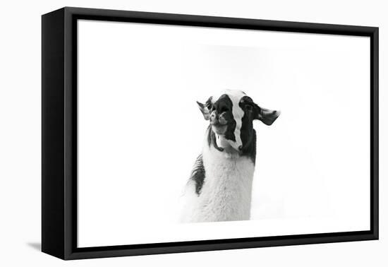 Lovable Llama I-Laura Marshall-Framed Stretched Canvas