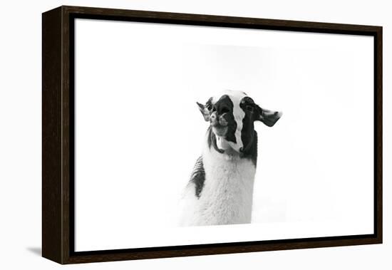 Lovable Llama I-Laura Marshall-Framed Stretched Canvas