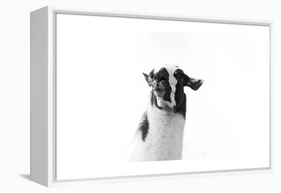 Lovable Llama I-Laura Marshall-Framed Stretched Canvas