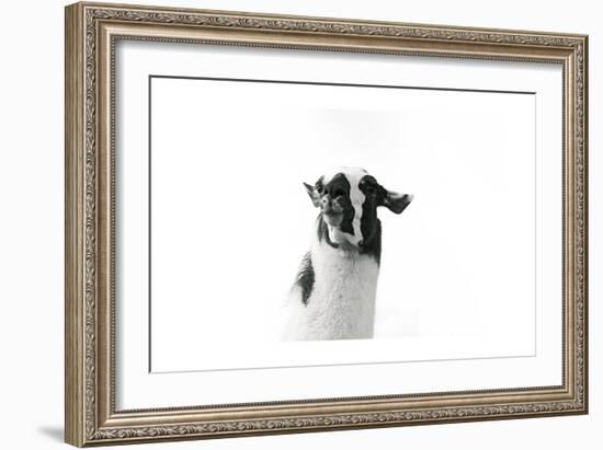 Lovable Llama I-Laura Marshall-Framed Art Print