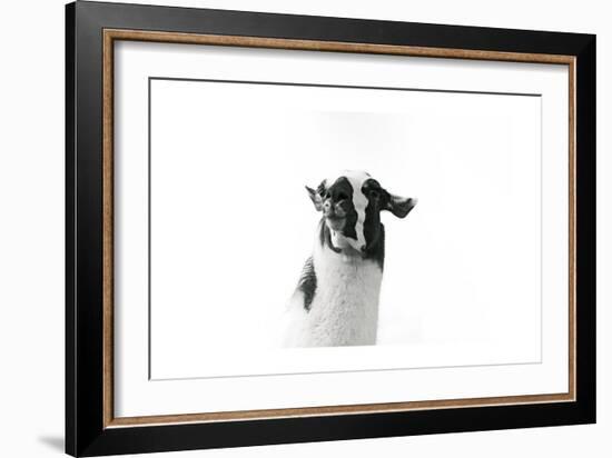 Lovable Llama I-Laura Marshall-Framed Art Print