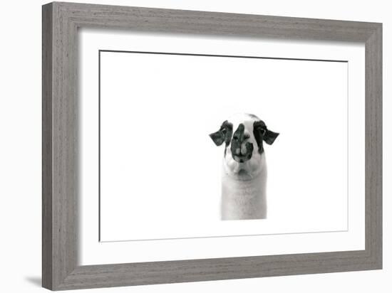 Lovable Llama II-Laura Marshall-Framed Premium Giclee Print