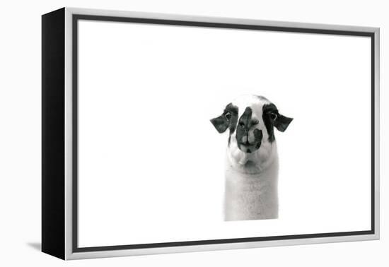 Lovable Llama II-Laura Marshall-Framed Stretched Canvas