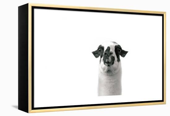 Lovable Llama II-Laura Marshall-Framed Stretched Canvas