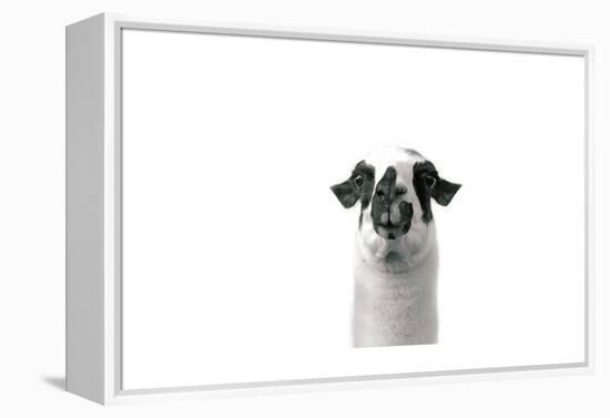 Lovable Llama II-Laura Marshall-Framed Stretched Canvas