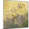 Lovage, Clematis and Shadows, 1999-Timothy Easton-Mounted Giclee Print