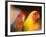 Love Birds, Yuen Po Street Bird Market, Hong Kong, China-Stuart Westmoreland-Framed Photographic Print