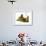 Love Bug-Blenda Tyvoll-Framed Giclee Print displayed on a wall