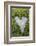 Love Heart Shape in Moss on Granite Bolder-Gary Cook-Framed Photographic Print