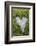 Love Heart Shape in Moss on Granite Bolder-Gary Cook-Framed Photographic Print