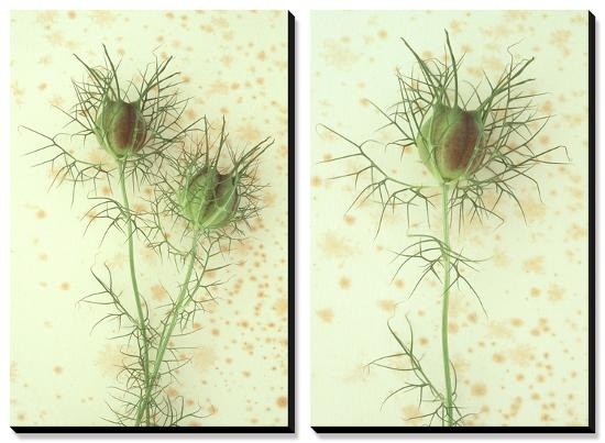 Love-In-A-Mist-Den Reader-Stretched Canvas