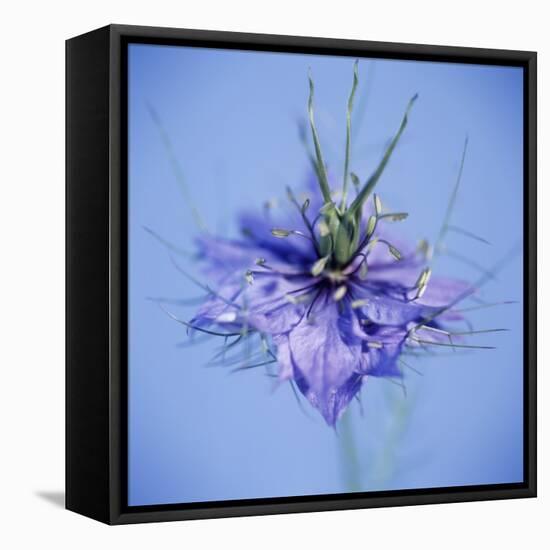 Love In the Mist Flower (Nigella Sp.)-Cristina-Framed Premier Image Canvas