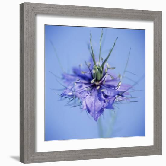 Love In the Mist Flower (Nigella Sp.)-Cristina-Framed Premium Photographic Print