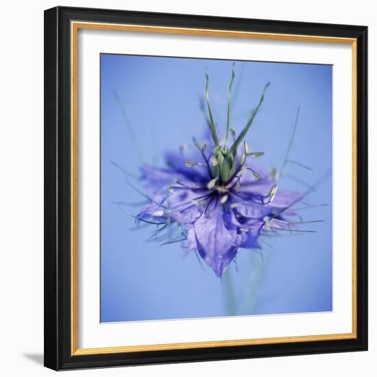 Love In the Mist Flower (Nigella Sp.)-Cristina-Framed Premium Photographic Print