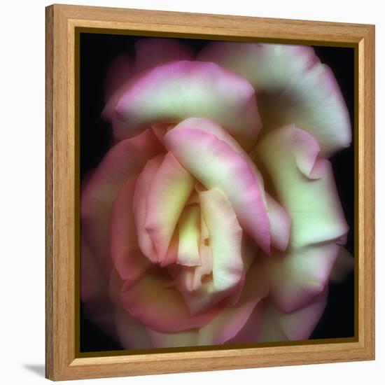 Love is a Rose-Nathan Griffith-Framed Premier Image Canvas