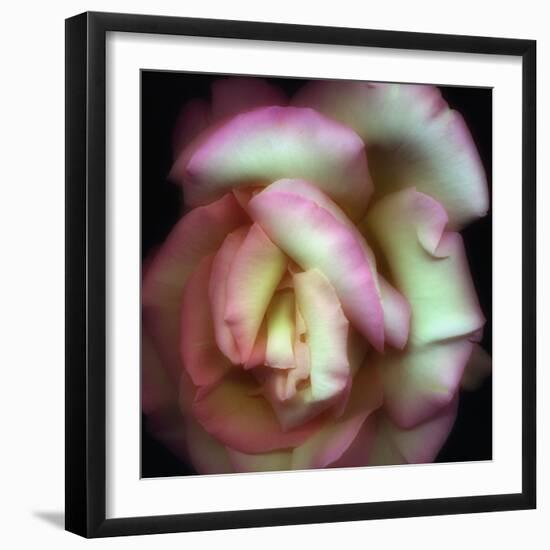 Love is a Rose-Nathan Griffith-Framed Photographic Print