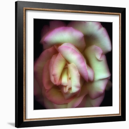 Love is a Rose-Nathan Griffith-Framed Photographic Print