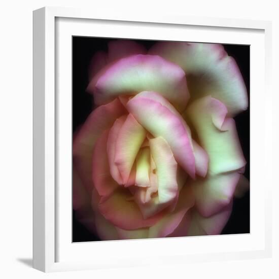 Love is a Rose-Nathan Griffith-Framed Photographic Print