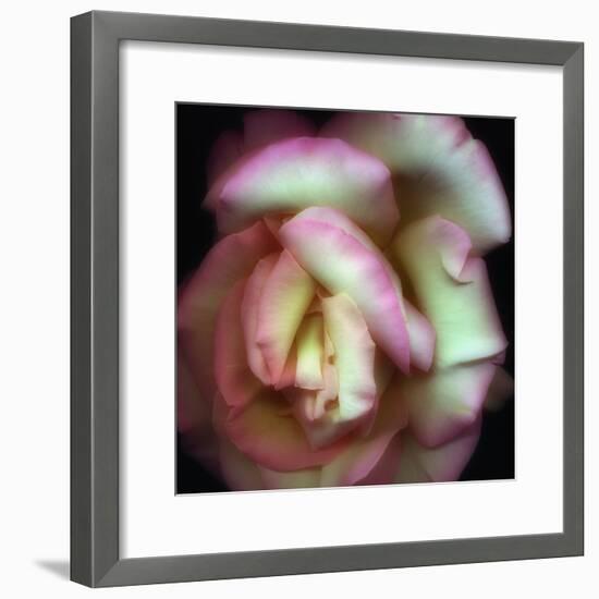 Love is a Rose-Nathan Griffith-Framed Photographic Print