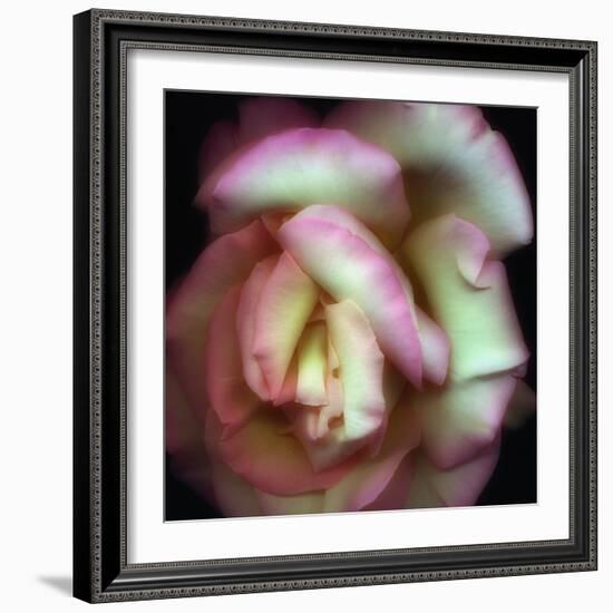 Love is a Rose-Nathan Griffith-Framed Photographic Print