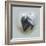 Love Is in the Air - Skunk-Peggy Harris-Framed Giclee Print